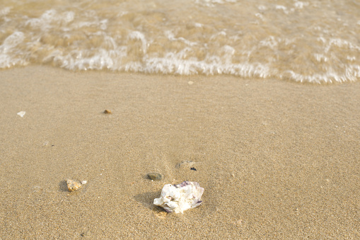 Open oyster shell with black pearls on sandy beach near sea. Space for text