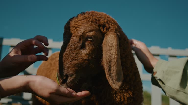 Two girls feeding and petting sheep in the countryside