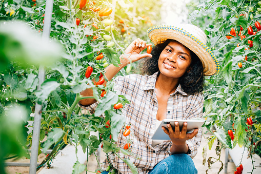 Asian Black woman farmer in the greenhouse, using a digital tablet for smart farming. Owners work, growing tomatoes, inspecting vegetables for quality with innovation.
