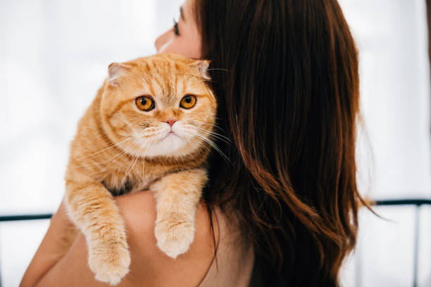 istock Heartwarming back view portrait, unrecognizable woman cradles her cute Scottish Fold cat in her arms, their eyes locked in bond of friendship and happiness. copy space. 1966790784