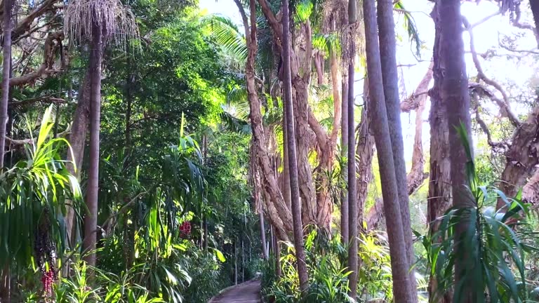 Rainforest Path Walk