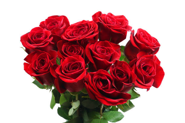 istock fresh red roses in a bouquet isolated on white background 1966814045