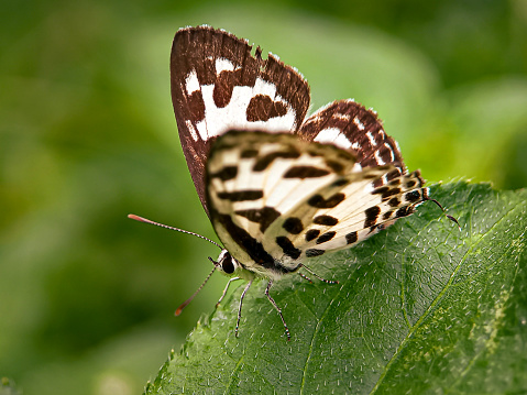 A small two-colored butterfly