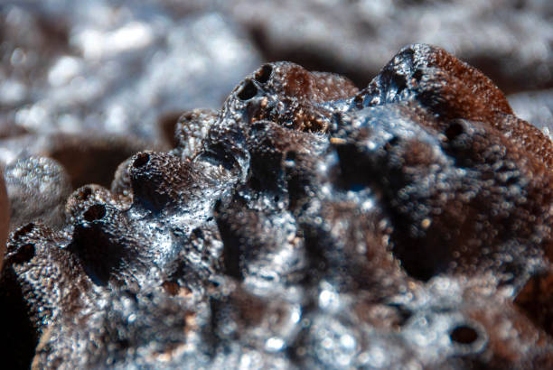 Natural sponge when it first comes out of the sea