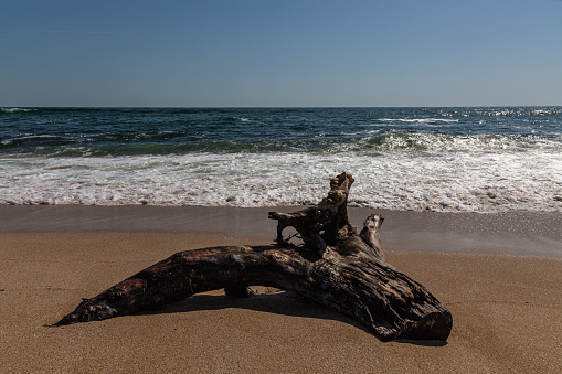 Old broken tree trunk on the beach