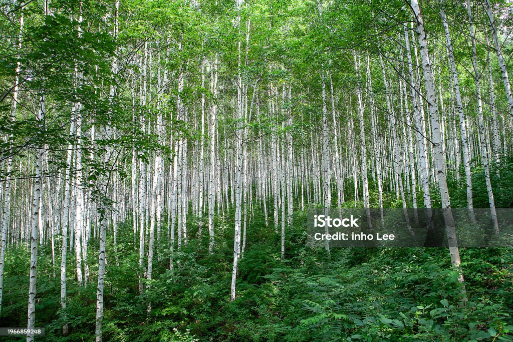 birch tree - Foto stock royalty-free di Albero