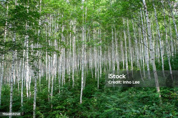 Birch Tree - Fotografie stock e altre immagini di Albero - Albero, Ambientazione esterna, Ambientazione tranquilla