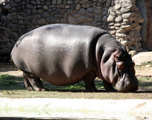 istock Hippopotamus (Hippopotamus amphibius) foragaing in a zoo : (pix Sanjiv Shukla) 1966884389