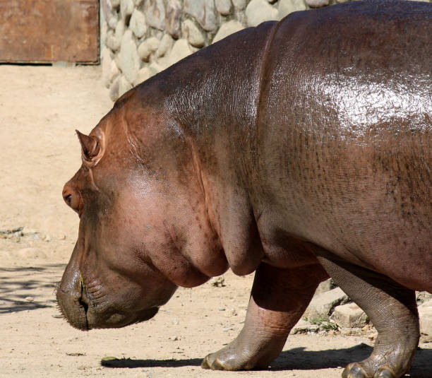 Hippopotamus (Hippopotamus amphibius), also called hippo, common hippopotamus, river hippopotamus, is a large, herbivorous, semiaquatic mammal and ungulate native to sub-Saharan Africa. Belonging to the family Hippopotamidae, they are recognizable by their barrel-shaped torsos, wide-opening mouths revealing large canine tusks, nearly hairless bodies, columnar legs and large size.