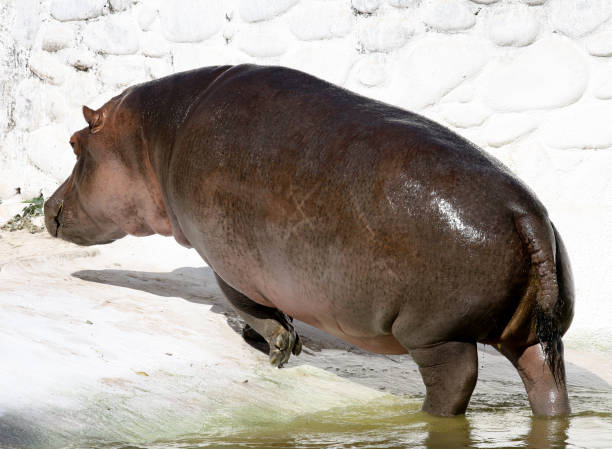 Hippos chilling in muddy waterhole, escaping african sun, embodying wildlife essence. Safari vibe captures endangered species in lush habitat harmony