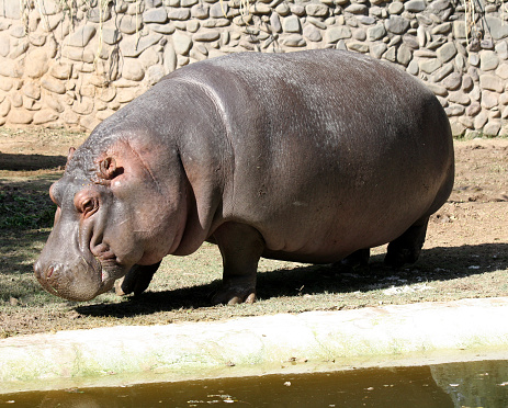 Hippopotamus (Hippopotamus amphibius), also called hippo, common hippopotamus, river hippopotamus, is a large, herbivorous, semiaquatic mammal and ungulate native to sub-Saharan Africa. Belonging to the family Hippopotamidae, they are recognizable by their barrel-shaped torsos, wide-opening mouths revealing large canine tusks, nearly hairless bodies, columnar legs and large size.