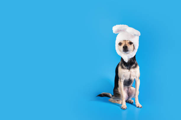 istock Dog wearing bunny ears, Easter holiday, terrier in a rabbit costume, canine celebration, spring background 1966885449