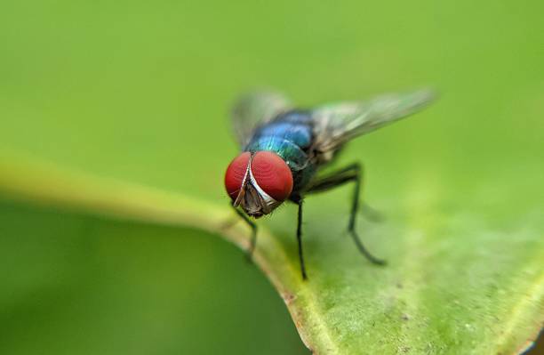 istock A close-up view of a fly insect perched on a leaf 1966907425