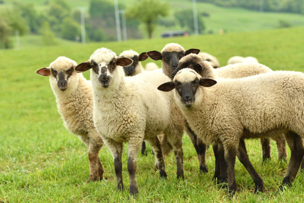 domestic sheep walks on a meadow and eats grass stock photo