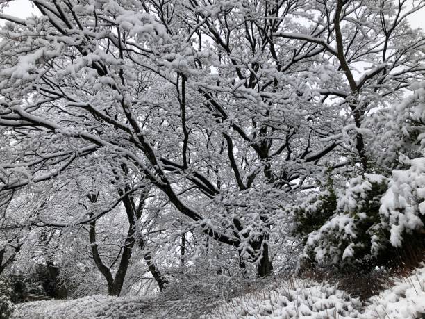 istock Snowy Trees on a Winter Morning 1966925166