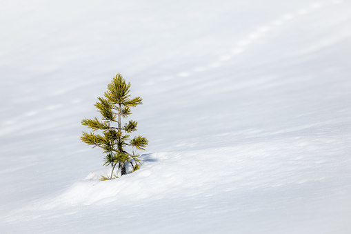 Scenic snowy landscape with a petite pine tree nestled in a field, framed by majestic mountains