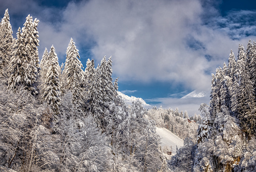 The Snow-covered trees on a mountain, overlooking a serene lake and surrounding forest, sellraintal valley, Tyrol, Austria