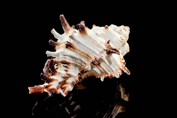istock Murex Indivia Longspine Shell on a black background 1966940781