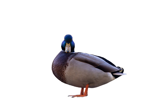 mallard duck isolated on white background,