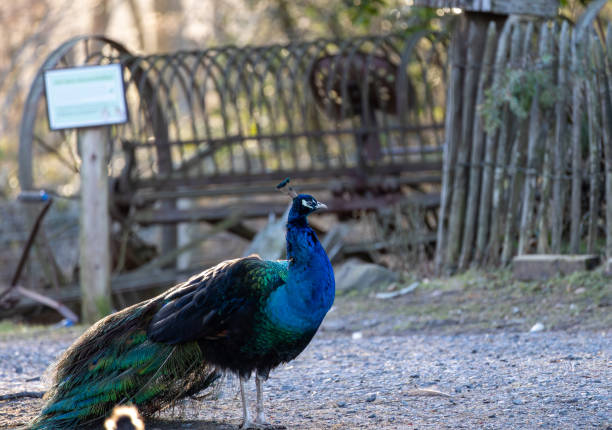 istock Peacock standing on the ground in the park. Selective focus. 1966956478