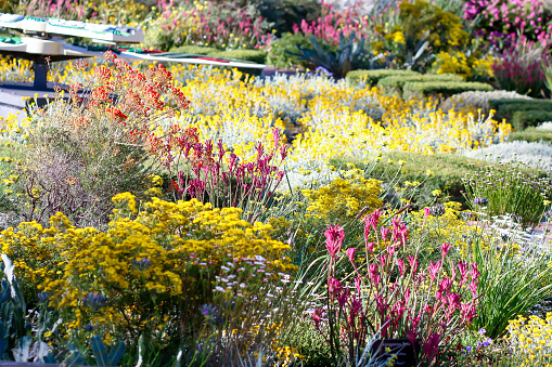 Stock photo showing part of a Japanese style garden with a number of oriental features. Pictured are potted flowering azalea shrubs besides a stepping stone garden path.