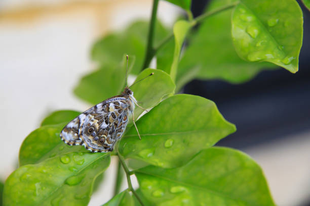 Closeup of Butterfly on Green leaf