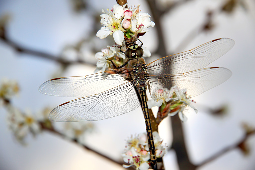 Closeup of Dragonfly on Cherry Blossom Tree