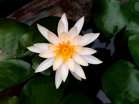 The Yellow Stamen in The White Lotus Blooming in The Lotus Pot