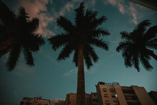 Towering palm trees grace the foreground, while buildings stand in the distant background