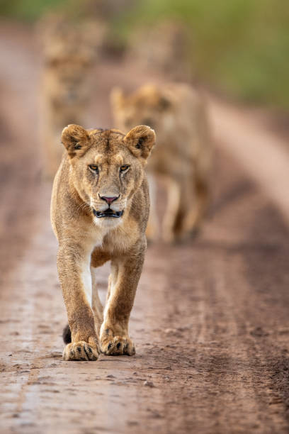 istock A pride of lions walking on murram road 1966964982