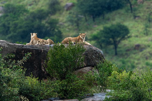 A pride of lions resting on kopjes on a rainy day during the calving season at Serengeti National Park, Tanzania