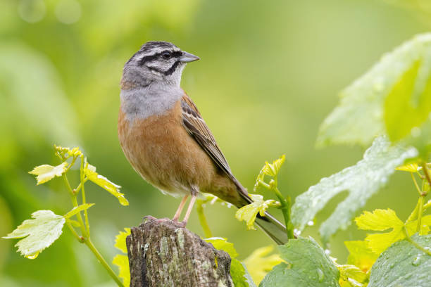 istock the rock bunting bird has brown feathers and white patches on its chest 1966976524