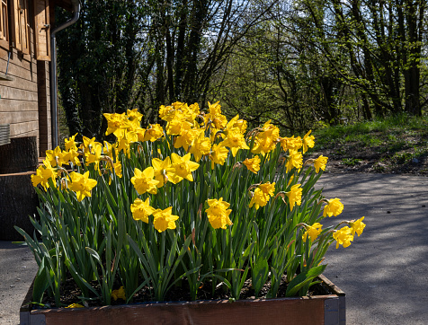 yellow daffodils on white background