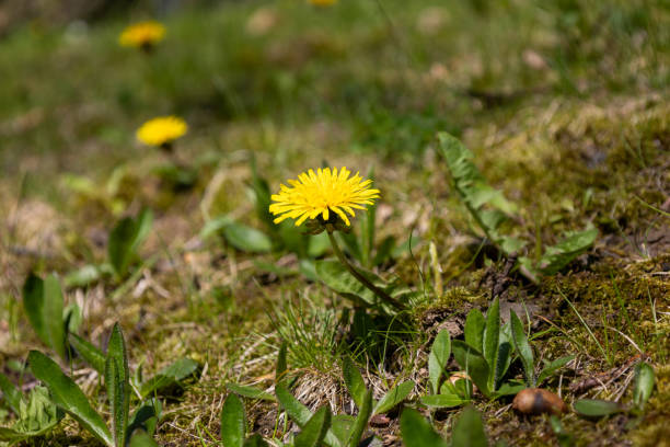istock Yellow dandelion flower on a meadow with green grass. 1966980791