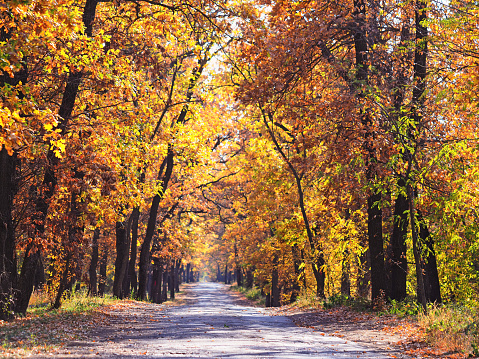 Colorful autumn forest in October with tree lined road, beautiful nature background