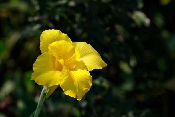 Canna flaccida is a species of the Canna genus, a member of the family Cannaceae.