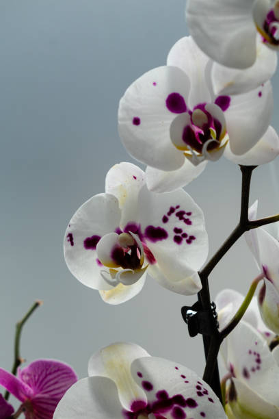 istock White orchid with purple centre, isolated against a light background 1967004479