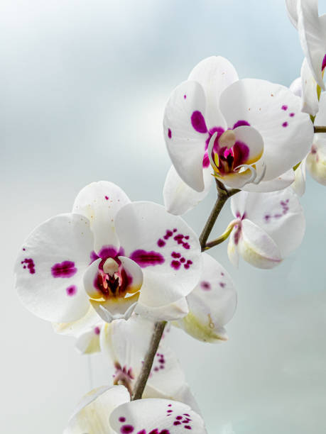istock White orchid with purple centre, isolated against a light background 1967004495