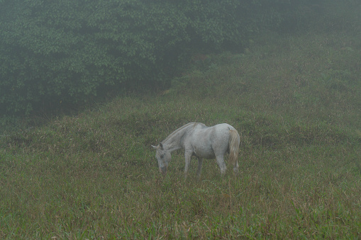 Horse in the Fogg