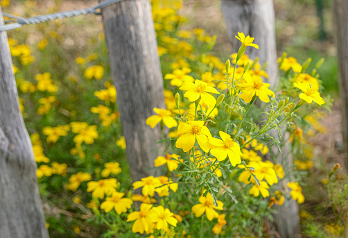 Close-up of the old cottage garden. Narrow-leaved marigold (Tagetes tenuifolia) on a wooden fence.