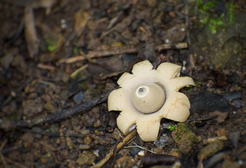 A captivating image capturing the earthly elegance of an Earth Star mushroom (geastrum), surrounded by the organic richness of its environment.