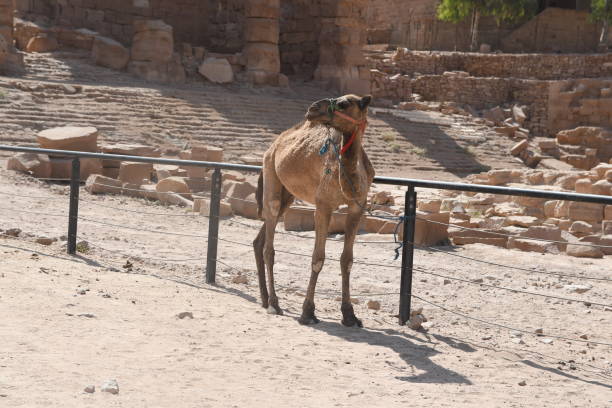 istock a camel is walking around in an empty field behind a fence 1967026988