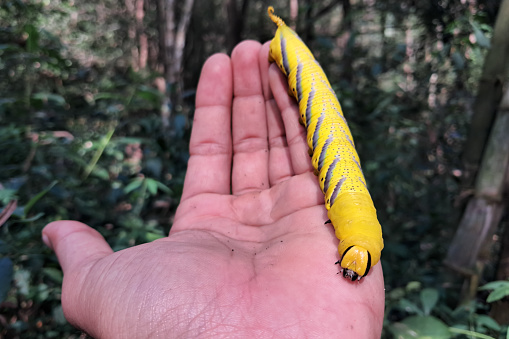 Encounter the enchanting world of nature as a vibrant greater death head hawk moth (Acherontia lachesis) caterpillar crawls delicately upon a hand in the serene forest setting.