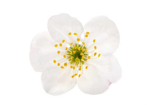 Beautiful white elderflower isolated on a white background.