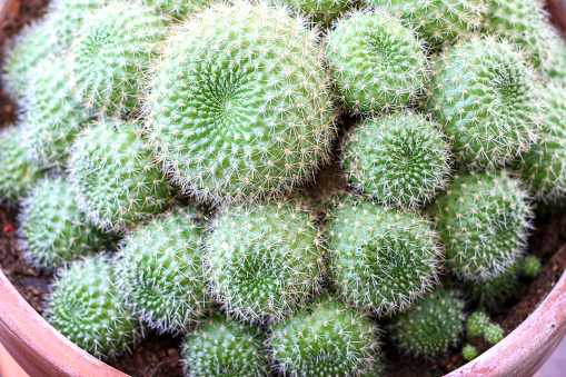 Close up ornamental cactus house plant, Rebutia minuscula, with its cluster of globe-shaped stems with distinct tubercles and whitish spines