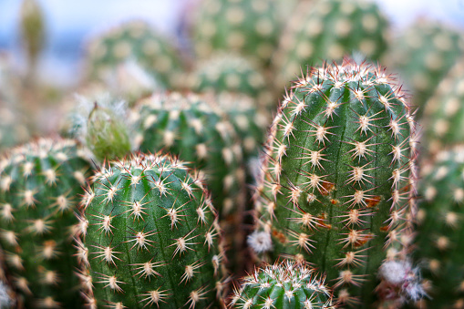 Close up of the long stems of a Echinopsis chamaecereus peanut cactus plant (otherwise known as Chamaecereus silvestrii) with their spines