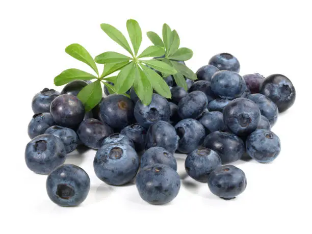Blueberries with Woodruff on white Background