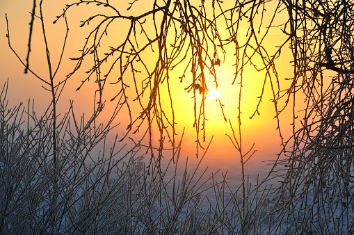 Frosty winter early morning. Sunrise through the branches of trees in white fluffy frost