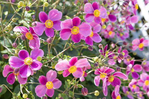 Anemone hupehensis Diana's flowers are darker in color than regular flowers.