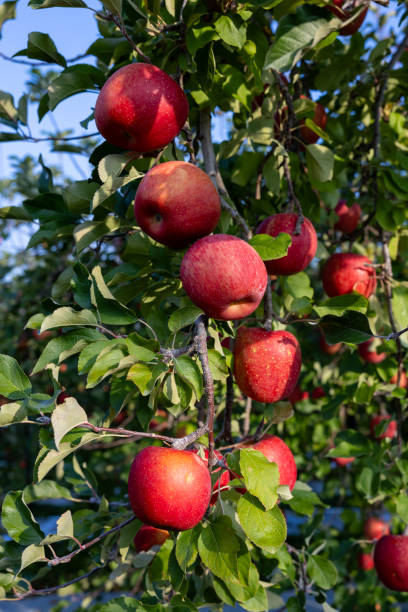 istock The Chiyuki, a delicious apple variety from the orchard. 1967067778